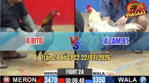 Trận 24 CPC2 22/07/2026 – Gà Xám Cọp Anh Bito Đá Đâm Như Phát Xít