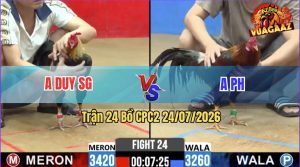 Trận 24 CPC2 24/07/2026 – Gà Chuối Anh Duy Cứ Nhấc Chân Là Dính Cựa
