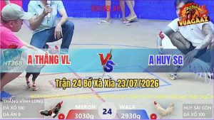 Trận 24 Xà Xía 23/07/2026 – Gà Điều Bông Anh Thắng VL Đá Trong 3 Cựa