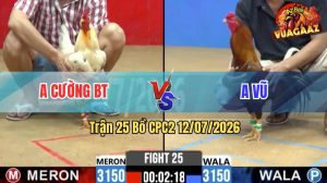 Trận 25 CPC2 12/07/2026 – Gà Bướm Anh Cường Đá Đòn Cựa Nhu Búa Bổ