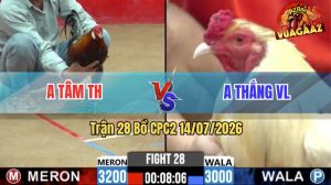 Trận 28 CPC2 14/07/2026 – Gà Anh Thắng Đá Ít Cựa Nhưng Hiệu Quả