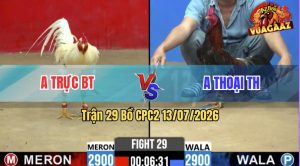 Trận 29 CPC2 13/07/2026 – Gà Điều Anh Thoại Có Pha Phản Kèo Quá Hay