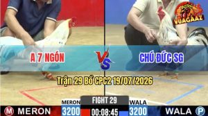 Trận 29 CPC2 19/07/2026 – Gà Anh Bảy Ngón Có Chân Xạo Lờ Phút Cuối