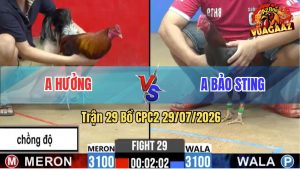 Trận 29 CPC2 29/07/2026 – Anh Bảo Sting Bị Gà Chồng Độ Anh Hưởng Lụm