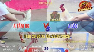 Trận 29 Xà Xía 23/07/2026 – Gà Anh Tâm Đá Quá Nhanh Quá Nguy Hiểm