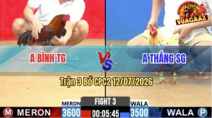 Trận 3 CPC2 12/07/2026 – Gà Điều Anh Bình Có Chân Tiền, Đâm Cái Là Lụm