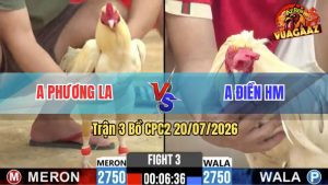 Trận 3 CPC2 20/07/2026 – Gà Bướm Anh Điền Đá Cựa Đâm Quá Tịch