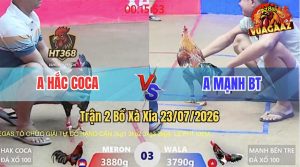 Trận 3 Xà Xía 23/07/2026 – Gà Anh Mạnh Bến Tre Đá Cựa Đâm Như Chĩa