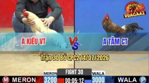 Trận 30 CPC2 14/07/2026 – Gà Cú Anh Tâm Canh Đá 1 Cây Ngay Cần Cổ