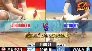 Trận 31 CPC2 23/07/2026 – Gà Anh Ton Khôn Khéo Canh 1 Cựa Ngay Lưng