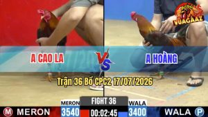Trận 36 CPC2 17/07/2026 – Gà Anh Cap Cứ Nhấc Chân Là Cựa Tới