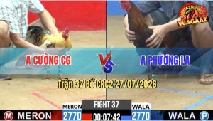 Trận 37 CPC2 27/07/2026 – Gà Điều Anh Phương Trả Lại Cây Ngay Đầu Cần