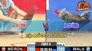 Trận 4 CPC2 26/07/2026 – Gà Điều Cọp Anh Ton Đá Cựa Đâm Dồn Dập