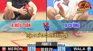 Trận 5 CPC2 29/07/2026 – Gà Camelo Anh Cường Đá Chân Nào Cũng Có Cựa
