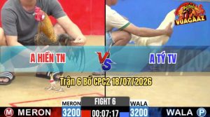 Trận 6 CPC2 18/07/2026 – Gà Cú Cọp Anh Hiền Đá Toàn Canh Đâm Mu Lưng
