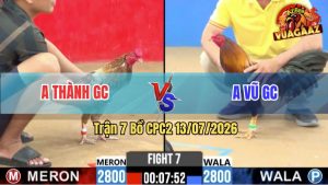 Trận 7 CPC2 13/07/2026 – Gà Camelo Anh Thành Nhấc Chân Là Có Cựa