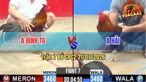 Trận 7 CPC2 21/07/2026 – Gà Anh Hải Đá Cựa Đâm Như Máy Khâu