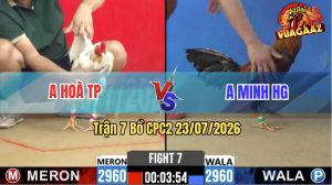 Trận 7 CPC2 23/07/2026 – Gà Điều Anh Minh Bất Ngờ Quay Đầu Bỏ Chạy