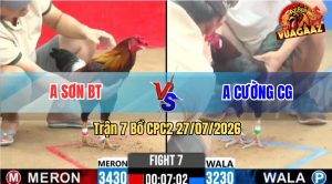 Trận 7 CPC2 27/07/2026 – Gà Anh Sơn Đá Toàn Cựa Khủng Hạ Đối Thủ