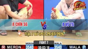 Trận 7 CPC2 29/07/2026 – Gà Bướm Anh Vũ Tiền Giang Đá Cựa Quá Dính