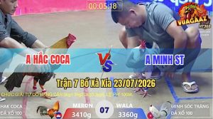 Trận 7 Xà Xía 23/07/2026 – Gà Úa Cọp Anh Minh Nhấc Chân Là Có Cựa