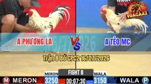 Trận 8 CPC2 16/07/2026 – Gà Anh Phương Có Chân Cựa Chí Mạng