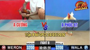 Trận 8 CPC2 24/07/2026 – Gà Bướm Cọp Anh Phúc Toàn Canh Đâm Mu Lưng