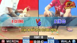 Trận 10 CPC2 02/08/2026 – Gà Bướm Anh Cường Đá Toàn Đâm Đầu Cần