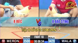 Trận 10 CPC2 11/08/2026 – Gà Anh Bảo Sting Đá Chân Nào Cũng Có Cựa