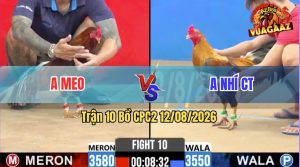 Trận 10 CPC2 12/08/2026 – Gà Điều Anh Meo Đá Đòn Cựa Quá Hiểm Hóc