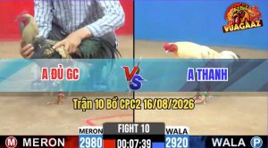 Trận 10 CPC2 16/08/2026 – Gà Chuối Gà Trâu Nhưng Bướm Đá Lâu Cũng Thấm