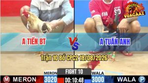 Trận 10 CPC2 18/08/2026 – Gà Que Anh Tuấn Anh Đá Đòn Như Súng Bắn