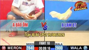 Trận 10 CPC2 19/08/2026 – Gà Bướm Anh Lam Đá Trong 1 Tay Nước