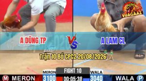 Trận 10 CPC2 20/08/2026 – Gà Xám Anh Dũng Đá Chân Nào Cũng Có Cựa