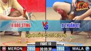 Trận 10 CPC2 31/08/2026 – Gà Cú Idol Bảo Sting Nhấc Chân Là Có Cựa