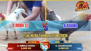 Trận 10 Tonhon 17/08/2026 – Gà Cú Anh Khang Đá Đúng 1 Tay Nước