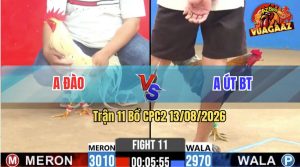 Trận 11 CPC2 13/08/2026 – Gà Bướm Anh Đào Đá Phản Thắng Ngược