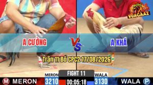 Trận 11 CPC2 17/08/2026 – Gà Anh Khá Đá Canh Chặn Quá Khôn Khéo