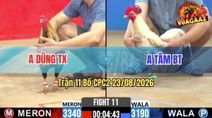 Trận 11 CPC2 23/08/2026 – Gà Anh Tâm Đá Canh Chặn Khôn Như Người