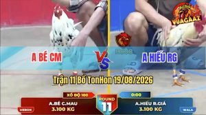Trận 11 Tonhon 19/08/2026 – Gà Anh Hiếu Đá Cựa Đâm Như Máy Khâu