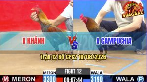 Trận 12 CPC2 10/08/2026 – Gà Điều Anh Khánh Solo Chưa Gì Đã Bị Dí Ăn 5