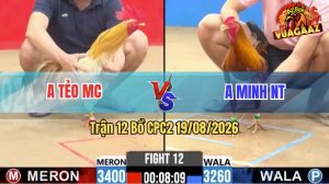Trận 12 CPC2 19/08/2026 – Gà Anh Minh Có Chân Cựa Quá Nghiệt Ngã
