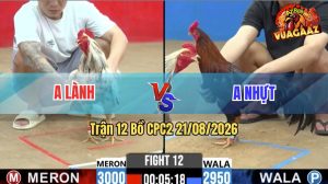 Trận 12 CPC2 21/08/2026 – Gà Điều Anh Nhựt Đá Siết 1 Hơi Lụm Tiền