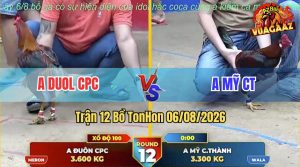 Trận 12 TonHon 06/08/2026 – Gà Que Anh Mỹ Chấp 3 Chấm Vẫn Về Bờ