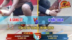 Trận 12 Tonhon 19/08/2026 – Anh Hắc Coca Tung Gà Cọp Vào Gôm Bồ