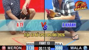 Trận 13 CPC2 09/08/2026 – Gà Xám Anh Khanh Đá Canh Chặn Khôn Như Người