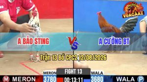 Trận 13 CPC2 12/08/2026 – Gà Bướm Hiệu Anh Bảo Sting Đá Quá Dâm