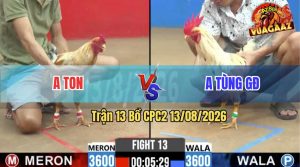Trận 13 CPC2 13/08/2026 – Gà Cú Anh Ton Đá Ít Cựa Nhưng Hiệu Quả