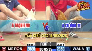 Trận 13 CPC2 16/08/2026 – Gà Khét Sữa Anh Cường Tải Cựa Quá Khủng