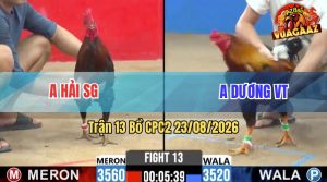 Trận 13 CPC2 23/08/2026 – Gà Que Anh Hải SG Đá Cây Cựa Quá Hiểm